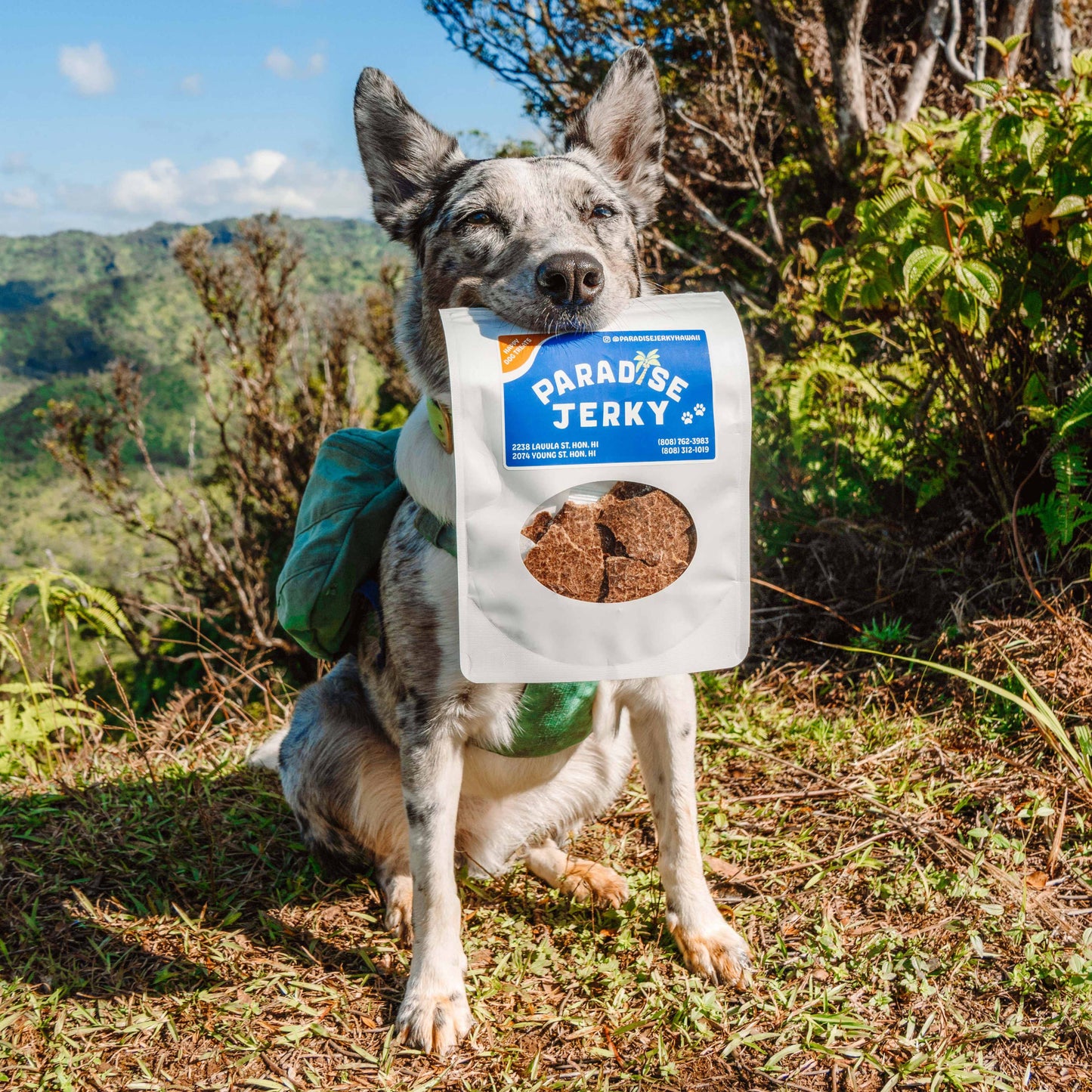 Happy Dog Treats